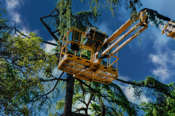 Reliable Bloomsburg, PA  Tree Services Solutions