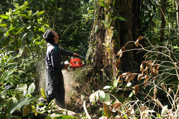 Leaf Removal Services in Bloomsburg, PA