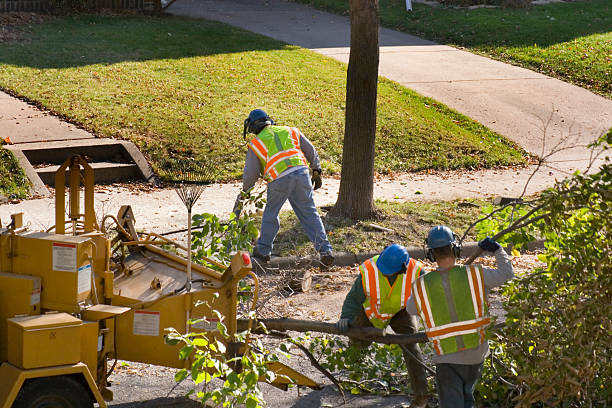 Best Tree Removal Service  in Bloomsburg, PA