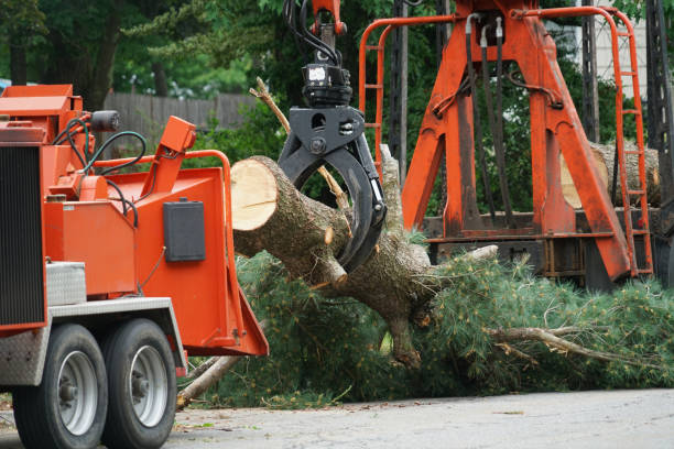 Best Tree Preservation Services  in Bloomsburg, PA