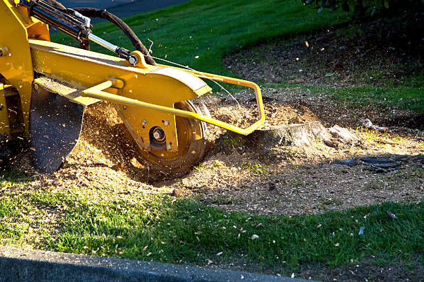 Best Lot and Land Clearing Services  in Bloomsburg, PA